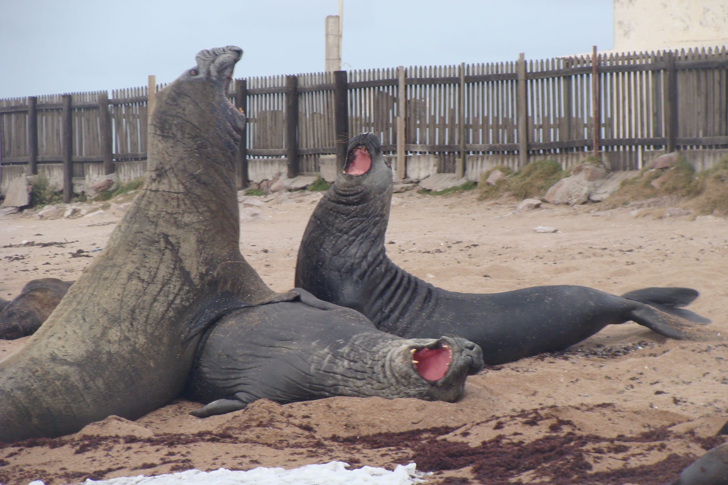 Foca