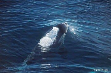 Orca